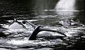 Humpbacks in Close Quarters